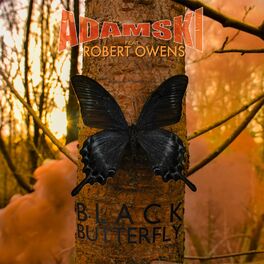 Album cover of Black Butterfly