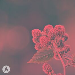 Album cover of Raspberry