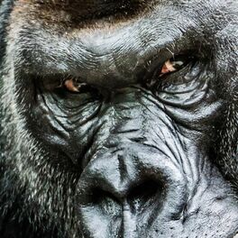 Album cover of 5 Gorillas
