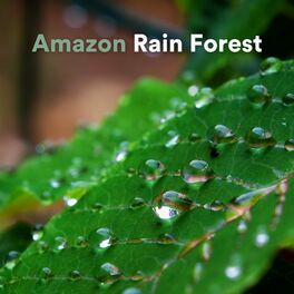 Album cover of Amazon Rain Forest