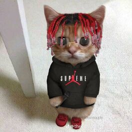 Cat wearing supreme discount hoodie