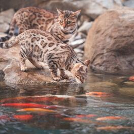 Album cover of Music for Stress Relief: Cats' Riverine Bliss
