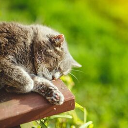 Album cover of Catnap Nature's Haven: Relaxing Ambient Sounds for Restful Sleep for Cats