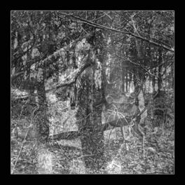 Album cover of Forever