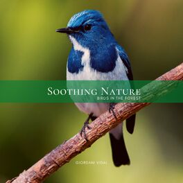 Album cover of Soothing Nature: Birds in the Forest