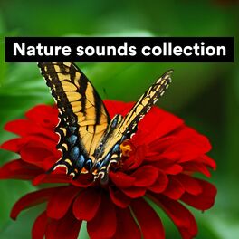 Album cover of Nature sounds collection