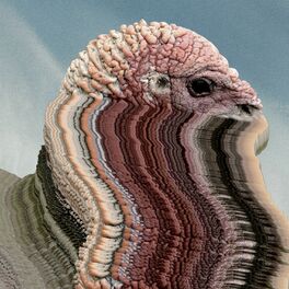 Album cover of Bird Brains