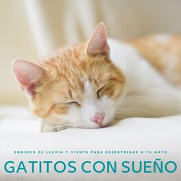 Album cover of Gatitos Con Sueño: Sonidos De Lluvia y Viento Para Desestresar A Tu Gato