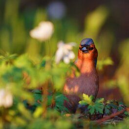 Album picture of Chants D'oiseaux: Sons Relaxants De La Nature
