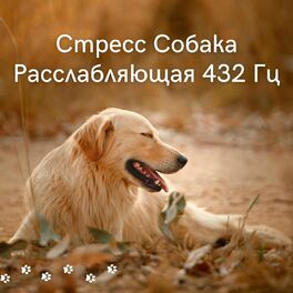 Album cover of Стресс Собака: Расслабляющая 432 Гц - Фортепианная Музыка