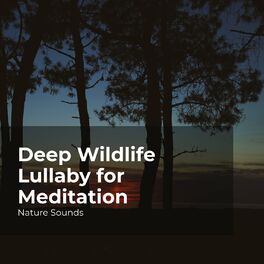 Album cover of Deep Wildlife Lullaby for Meditation