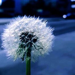 Album cover of Wish (feat. Bril)