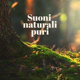 Album cover of Suoni naturali puri: Musica per pianoforte e chitarra con suoni della foresta