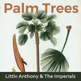 Album cover of Palm Trees