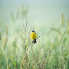Album cover of Peaceful Song Birds