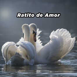 Album cover of Ratito de amor