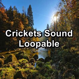 Album cover of Crickets Sound Loopable