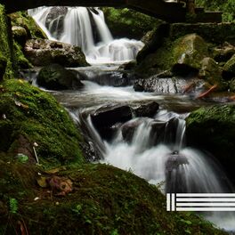 Album cover of Forest Stream Sounds