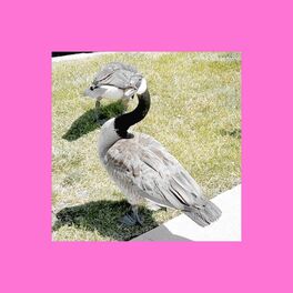 Album picture of guard goose