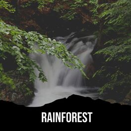 Cover of playlist Rainforest Sounds (White Noise)