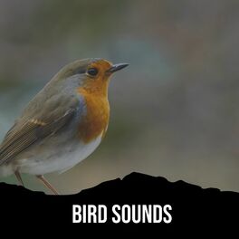 Cover of playlist Bird Sounds - Sons d'oiseaux