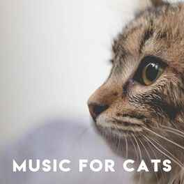 Cover of playlist Cat Music ( Music for Cats - Musique de chat )