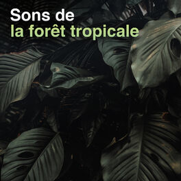 Cover of playlist Sons de la foret tropicale, jungle et oiseaux