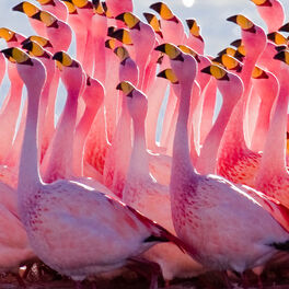 Cover of playlist PINK PLAYLIST