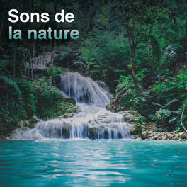 Cover of playlist Sons de la nature, chants des oiseaux, sons forêt
