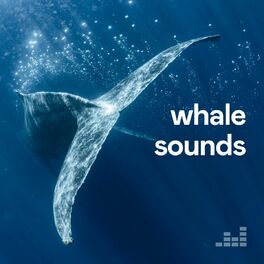 Cover of playlist Whale Sounds
