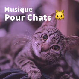 Cover of playlist Musique pour chats: Son calme pour calmer un chat
