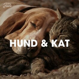 Cover of playlist Hund og Kat - Beroligende Musik til Dit Kæledyr