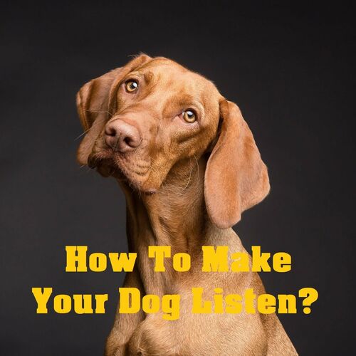 how to make a dog listen