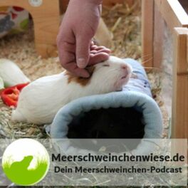 Show cover of Meerschweinchenwiese.de - Dein Meerschweinchen-Podcast