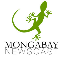 Show cover of Mongabay Newscast