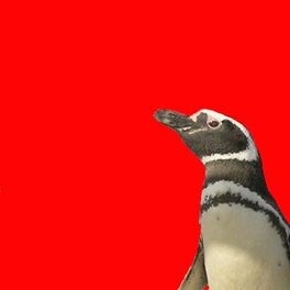 socially awkward penguin background