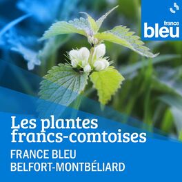 Show cover of Les plantes franc-comtoises, de la cueillette à l'assiette - France Bleu Belfort Montbéliard