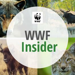 Show cover of WWF Insider - Auf einen Kaffee mit Wildtieren in Deutschland